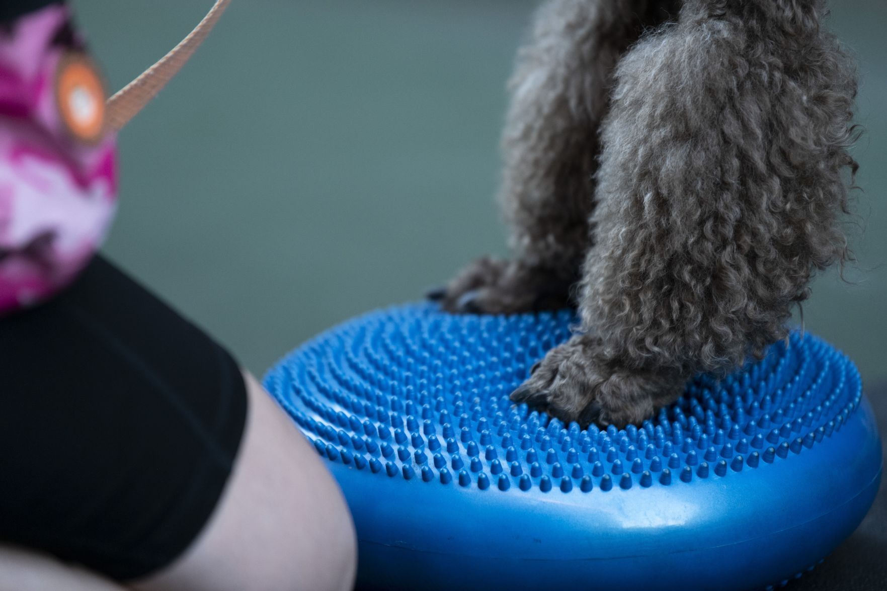 'Yappy Hour Yoga' combines pets with fitness